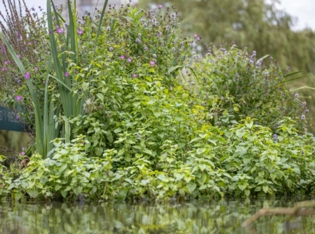 Groen drijvend eiland Bio-floats